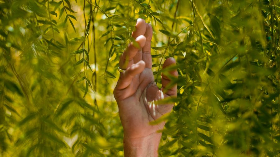 person holding green leaf plants